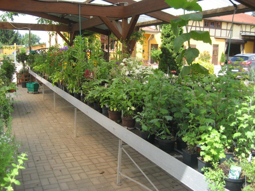 Verkauf Beet- und Balkonpflanzen ab 24 April 2021